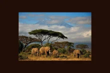 1354273331_Amboseli2_aivatc