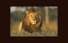 1354273331_african-lion-masai-mara_axloea