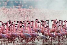 1354273331_lake-nakuru-flamingos-3_5B6_5D_hgldjb